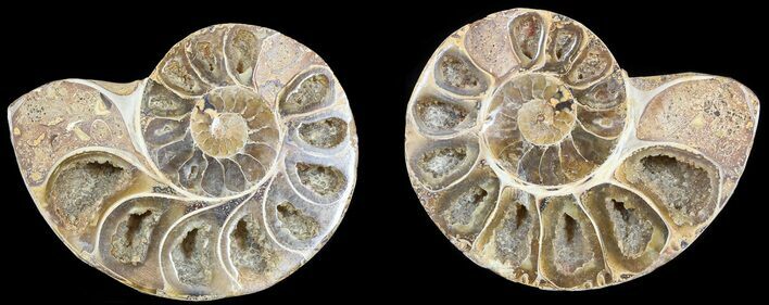 Cut & Polished, Agatized Ammonite Fossil - Jurassic #53838
